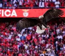 本菲卡关键时刻篮板制胜，志在欧冠名次提升，震撼外界，纪律约束更严格的简单介绍